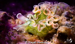 Lettuce sea slug 
Elysia cripata by Magali Marquez 